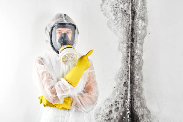 Best Industrial Mold Remediation in Wahoo, NE